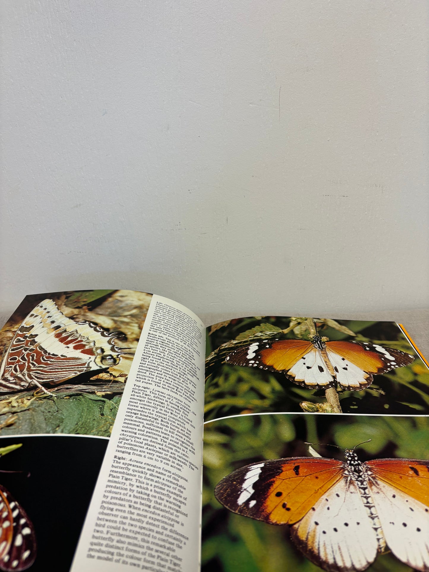 ‘All colour book of BUTTERFLIES’ book
