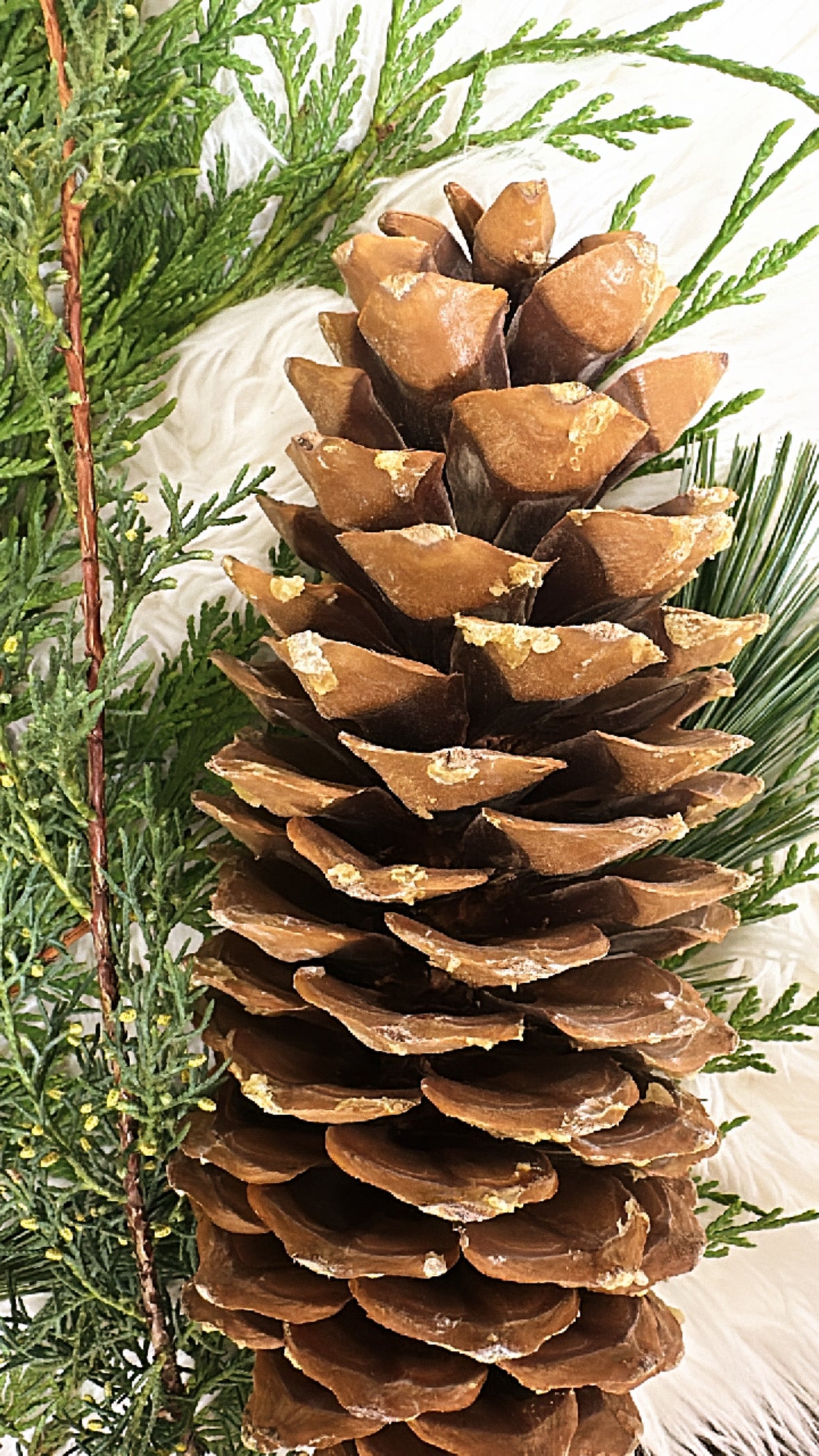 XL Pine Cone