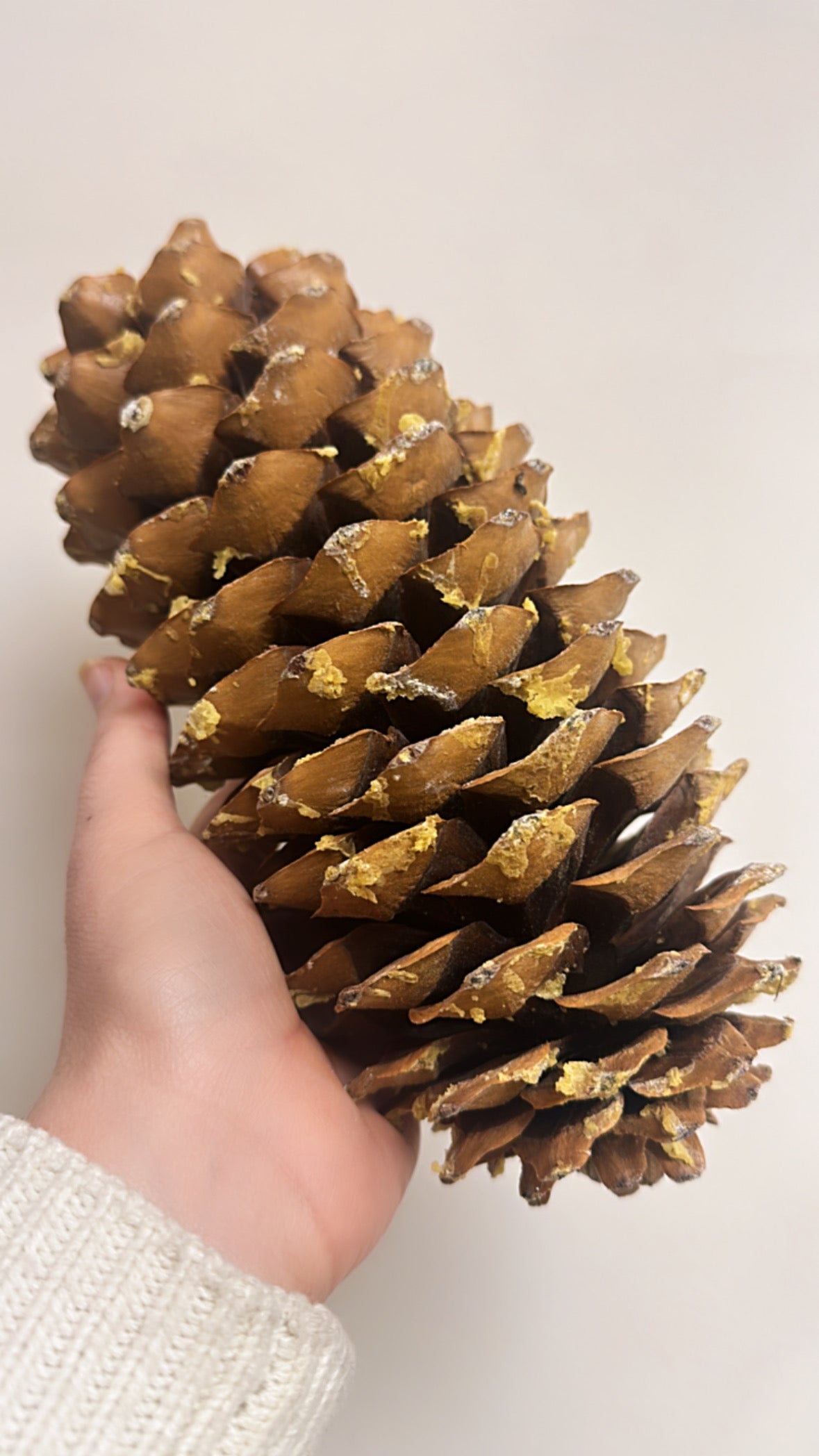 XL Pine Cone