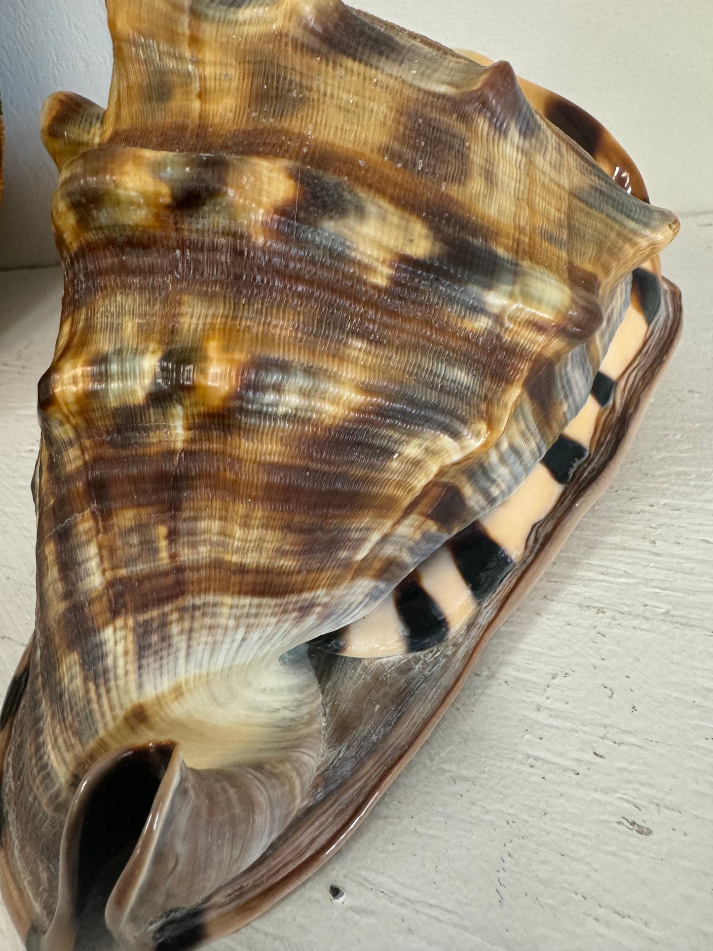 Turberosa Shell