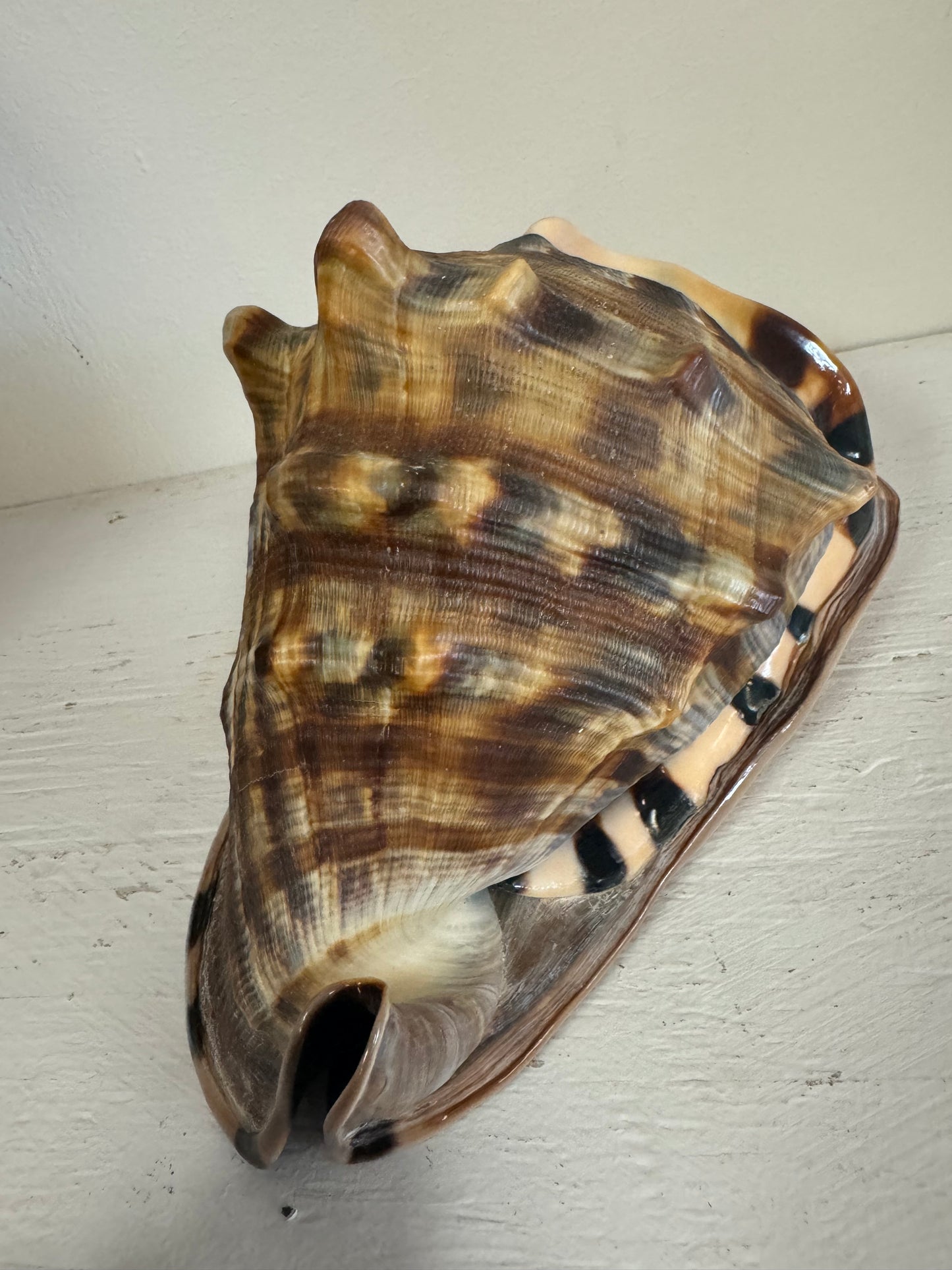 Turberosa Shell