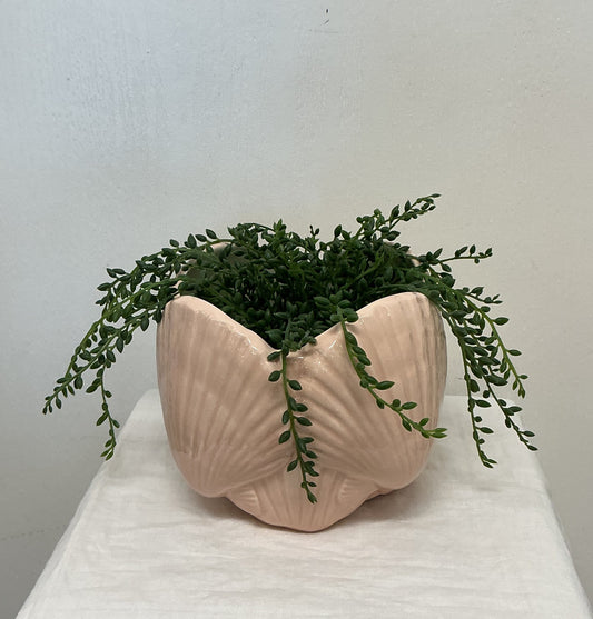 1978 Clamshell Planter
