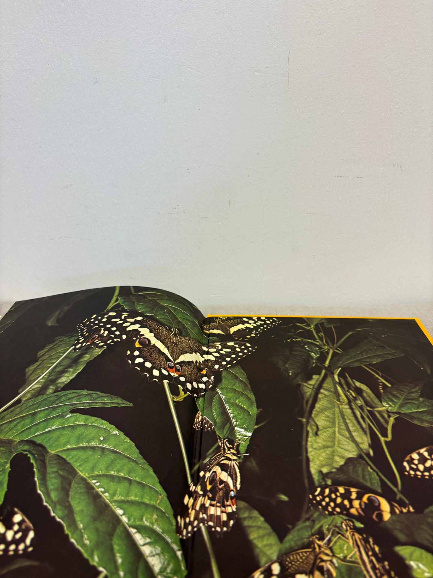 ‘All colour book of BUTTERFLIES’ book